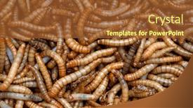  Presentation with larvae - Slide deck consisting of living-mealworms-larvae background and a  colored foreground