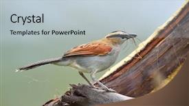  Presentation with natural - PPT theme having living organism - black-crowned tchagra tchagra senegala background and a lemonade colored foreground