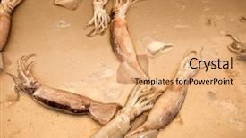  Presentation with bangkok - Amazing slide deck having living organism - close group of fresh squids backdrop and a coral colored foreground