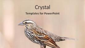  Presentation with pine - Amazing presentation theme having living organism - close up shot of pine backdrop and a  colored foreground