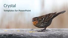  Presentation with pine - Slide deck having living organism - close up shot of pine background and a sky blue colored foreground