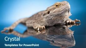  Presentation with agama - Audience pleasing PPT theme consisting of living organism - dragon agama lizard on blue backdrop and a ocean colored foreground