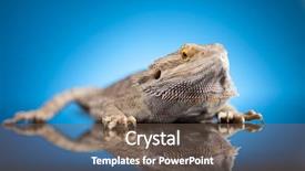  Presentation with agama - Beautiful PPT layouts featuring living organism - dragon agama lizard on blue backdrop and a tawny brown colored foreground