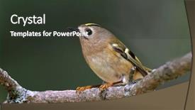  Presentation with golden - Beautiful slides featuring living organism - golden-crowned kinglet in natural habitat backdrop and a dark gray colored foreground