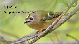  Presentation with golden - Slide deck featuring living organism - golden-crowned kinglet in natural habitat background and a mint green colored foreground
