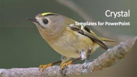  Presentation with golden - PPT theme consisting of living organism - golden-crowned kinglet in natural habitat background and a gray colored foreground