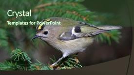  Presentation with golden chain of change - Amazing slide set having living organism - golden-crowned kinglet in natural habitat backdrop and a  colored foreground