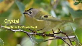  Presentation with volcanic natural disaster erupted - Colorful presentation enhanced with living organism - golden-crowned kinglet in natural habitat backdrop and a tawny brown colored foreground