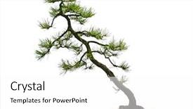  Presentation with bonsai - Cool new PPT theme with living organism - pine bonsai tree backdrop and a white colored foreground