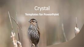  Presentation with pine trees sun shining through - Cool new presentation design with living organism - pine siskin bird finds backdrop and a  colored foreground