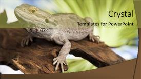  Presentation with agama - Amazing slide deck having living organism - root bearded dragon agama lizard backdrop and a yellow colored foreground