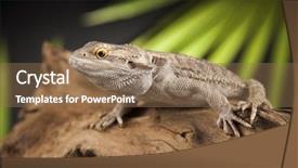  Presentation with agama - PPT layouts with living organism - root bearded dragon agama lizard background and a violet colored foreground
