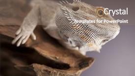  Presentation with agama - Amazing PPT theme having living organism - root bearded dragon agama lizard backdrop and a coral colored foreground