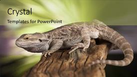  Presentation with agama - Slides with living organism - root bearded dragon agama lizard background and a yellow colored foreground