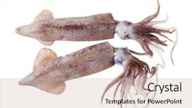  Presentation with fresh water splash green apple isolated white - Audience pleasing slides consisting of living organism - two fresh squids isolated backdrop and a soft green colored foreground