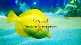  Presentation with underwater - Beautiful slides featuring living organism - underwater image of reef backdrop and a yellow colored foreground