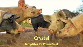  Presentation with pig farm - PPT theme featuring living pigs on a farm background and a tawny brown colored foreground