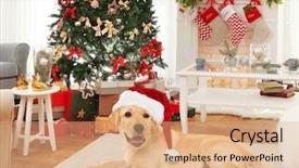 Presentation with cute christmas pug puppy dog - PPT layouts having living room decorated for christmas background and a coral colored foreground