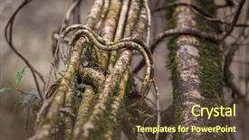  Presentation with tree roots - Slide deck having living roots bridge close up background and a tawny brown colored foreground