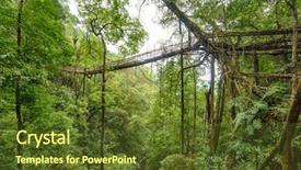  Presentation with tree roots - Beautiful slide set featuring living roots bridge in meghalaya backdrop and a tawny brown colored foreground