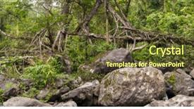  Presentation with tree roots - Beautiful slides featuring living roots bridge near nongriat backdrop and a tawny brown colored foreground