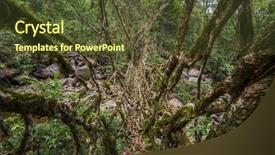  Presentation with tree roots - Presentation theme with living roots bridge near nongriat background and a tawny brown colored foreground
