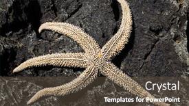 Presentation with starfish - Presentation design featuring living-sea-starfish-on-arock background and a tawny brown colored foreground