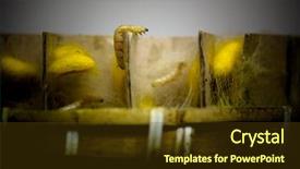  Presentation with silk roads - Slide set with living silk worms in thailand background and a tawny brown colored foreground