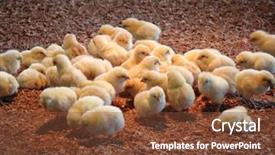  Presentation with chick - PPT theme having living small - group of chick in farm background and a tawny brown colored foreground