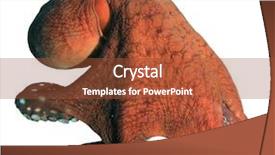  Presentation with octopus - Presentation theme enhanced with living water - live octopus isolated on white background and a red colored foreground