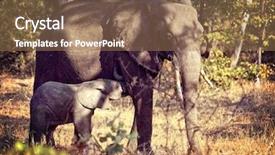  Presentation with elephants - Amazing slide set having liwonde national park malawi backdrop and a  colored foreground