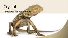  Presentation with dragon - Presentation theme enhanced with lizard - bearded dragon standing isolated background and a yellow colored foreground