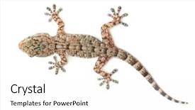  Presentation with reptile - PPT layouts having lizard - brown spotted gecko reptile isolated background and a white colored foreground