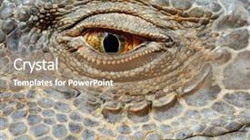  Presentation with eye - Cool new presentation theme with lizard - green iguana eye macro view backdrop and a coral colored foreground