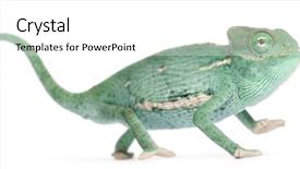  Presentation with young - Audience pleasing slide deck consisting of lizard - smiling young veiled chameleon chamaeleo backdrop and a white colored foreground