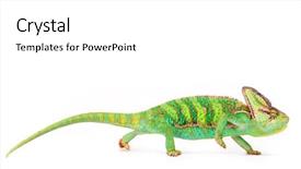  Presentation with april showers close up - Beautiful slide set featuring lizard - veiled chameleon chamaeleo calyptratus close-up backdrop and a white colored foreground