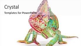  Presentation with photo - Slides consisting of lizard - veiled chameleon chamaeleo calyptratus smilling background and a white colored foreground