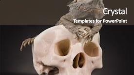  Presentation with agama - Amazing PPT layouts having lizard agama dragon and skull backdrop and a tawny brown colored foreground
