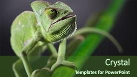  Presentation with families - Slides with lizard families chameleon background and a tawny brown colored foreground