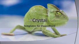  Presentation with families - Audience pleasing slides consisting of lizard families chameleon backdrop and a seafoam green colored foreground