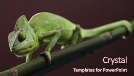  Presentation with families - PPT layouts enhanced with lizard families chameleon background and a wine colored foreground