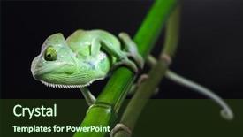  Presentation with families - Colorful slides enhanced with lizard families chameleon backdrop and a tawny brown colored foreground