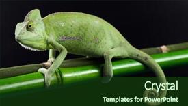  Presentation with families - Colorful theme enhanced with lizard families chameleon backdrop and a forest green colored foreground