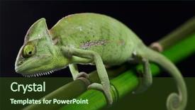  Presentation with families - Amazing theme having lizard families chameleon backdrop and a tawny brown colored foreground