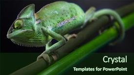  Presentation with families - Slides enhanced with lizard families chameleon background and a tawny brown colored foreground