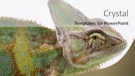 Presentation with families - Cool new PPT theme with lizard families backdrop and a white colored foreground
