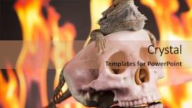  Presentation with agama - Slide set with lizard fire agama on black background and a  colored foreground