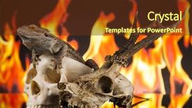  Presentation with agama - Theme with lizard fire agama on black background and a  colored foreground