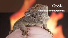  Presentation with agama - Slide deck featuring lizard fire agama on black background and a  colored foreground