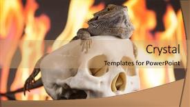  Presentation with agama - Beautiful slides featuring lizard fire agama on black backdrop and a  colored foreground